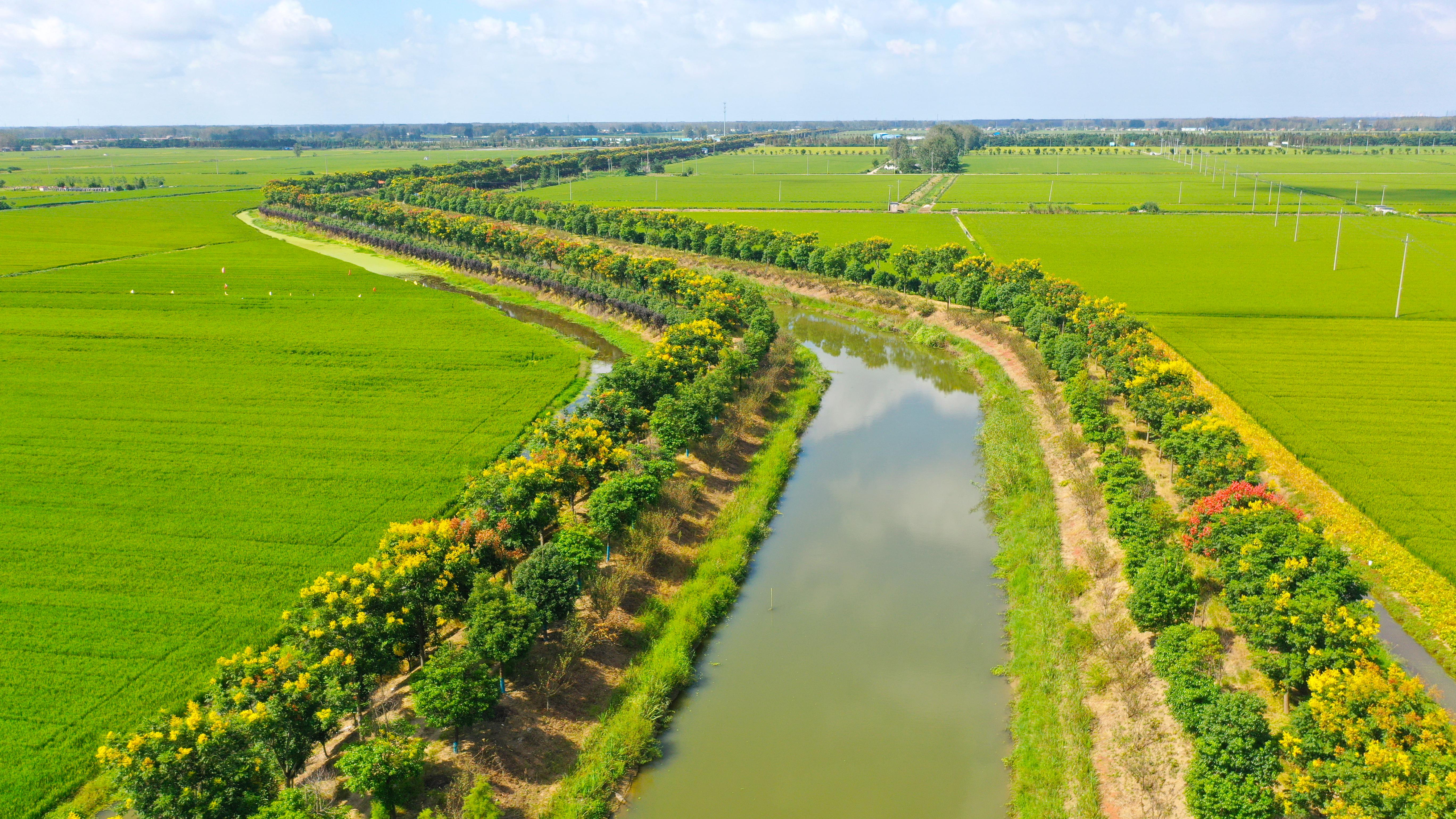 洪泽区秋日里栾树花开尽显生态河道美